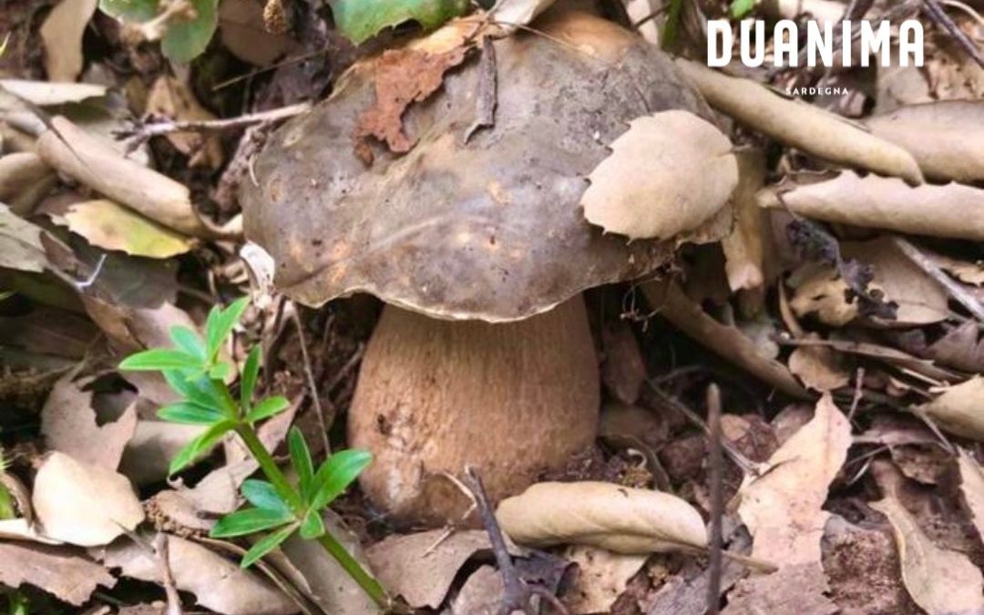 Le sorprese della natura