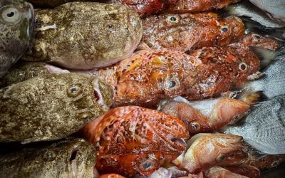 Menu à la Carte 9 – 14 Settembre 2025